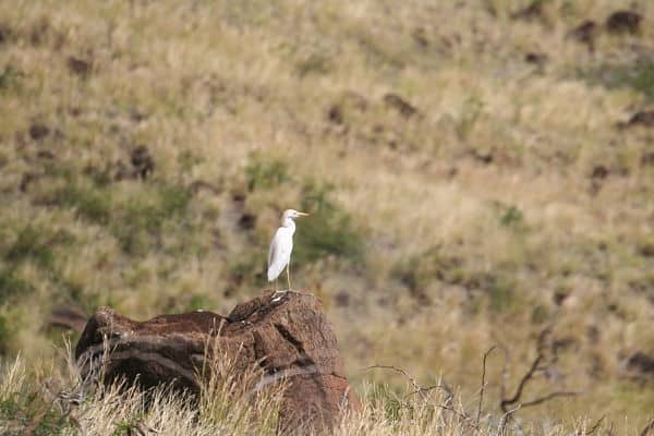 Lahaina Pali Trail hike bird on rock