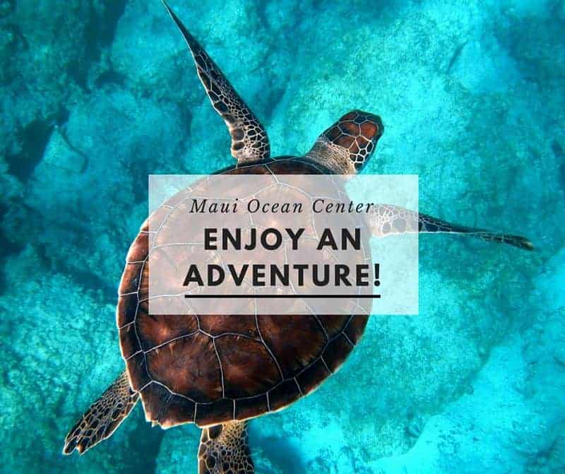 Image of turtle swimming in blue green waters