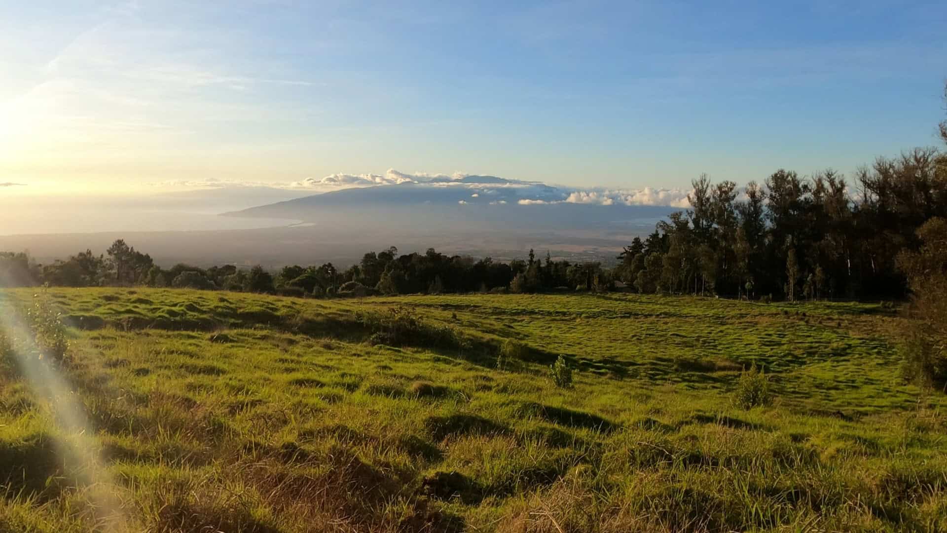 A lush green grass field Makawao forest on Maui