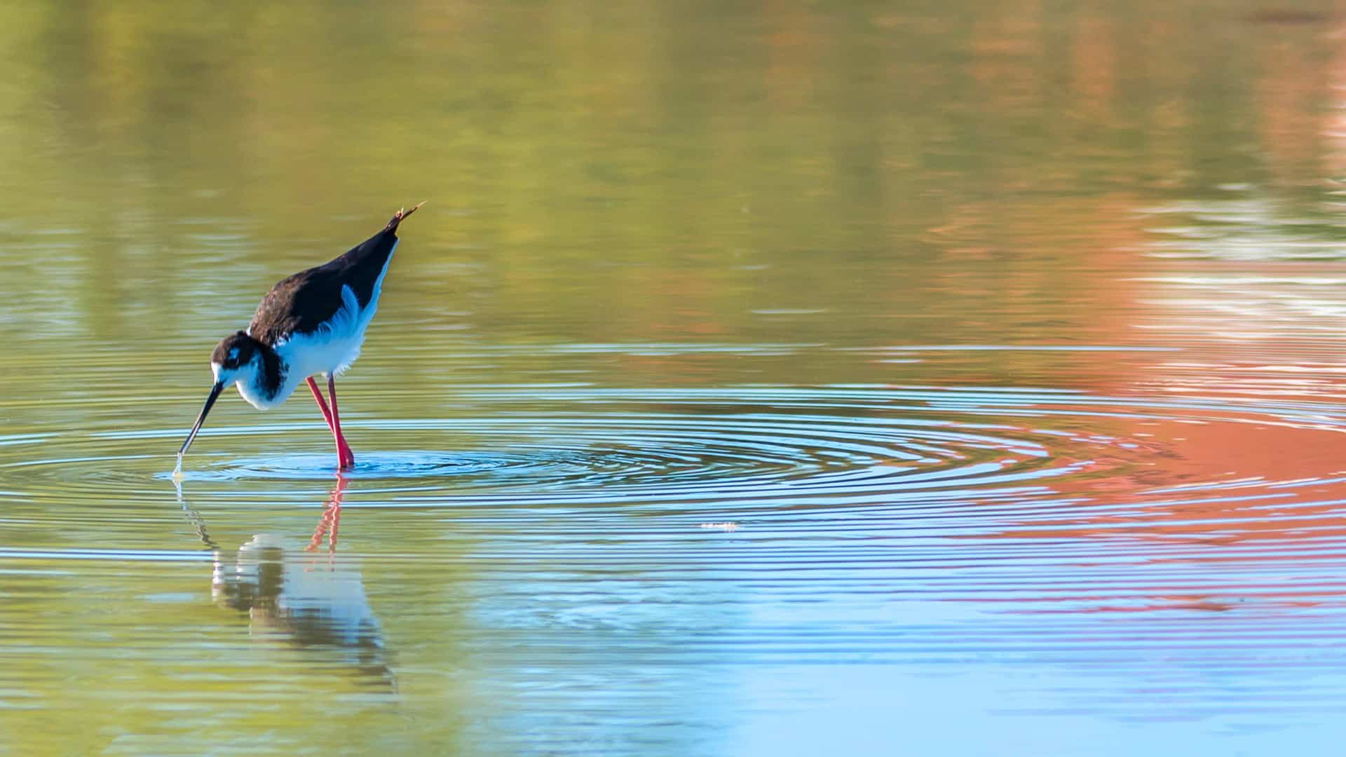 Hawaiian Stilt with suspended droplet floating on Maui water
