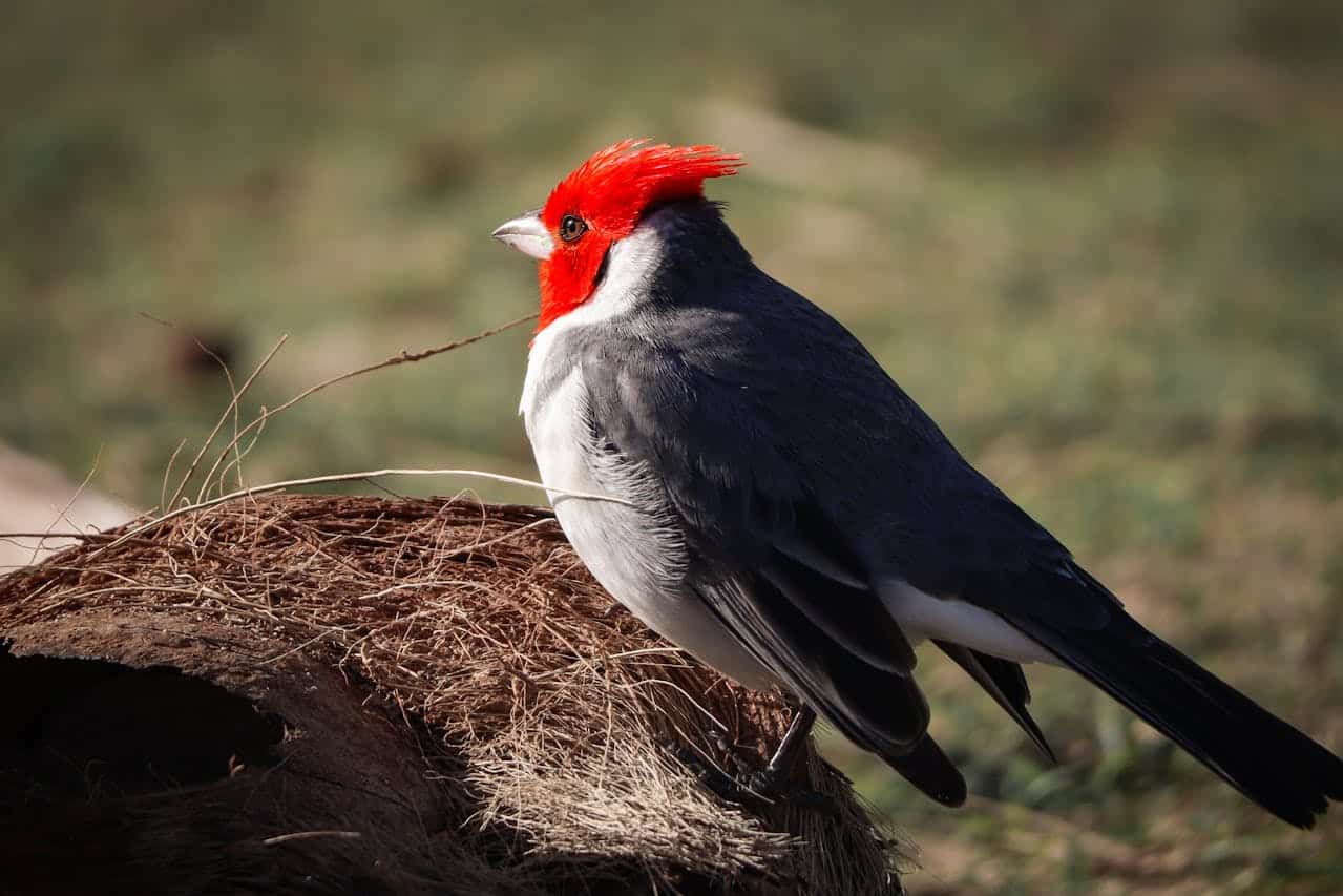 Red-Crested Cardinal perched in Hawaiian wilderness on Maui