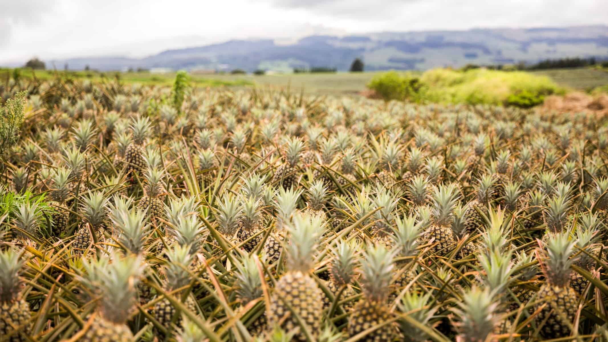 Expansive view of a Maui pineapple field, featuring numerous pineapples thriving in a sunny, tropical environment.