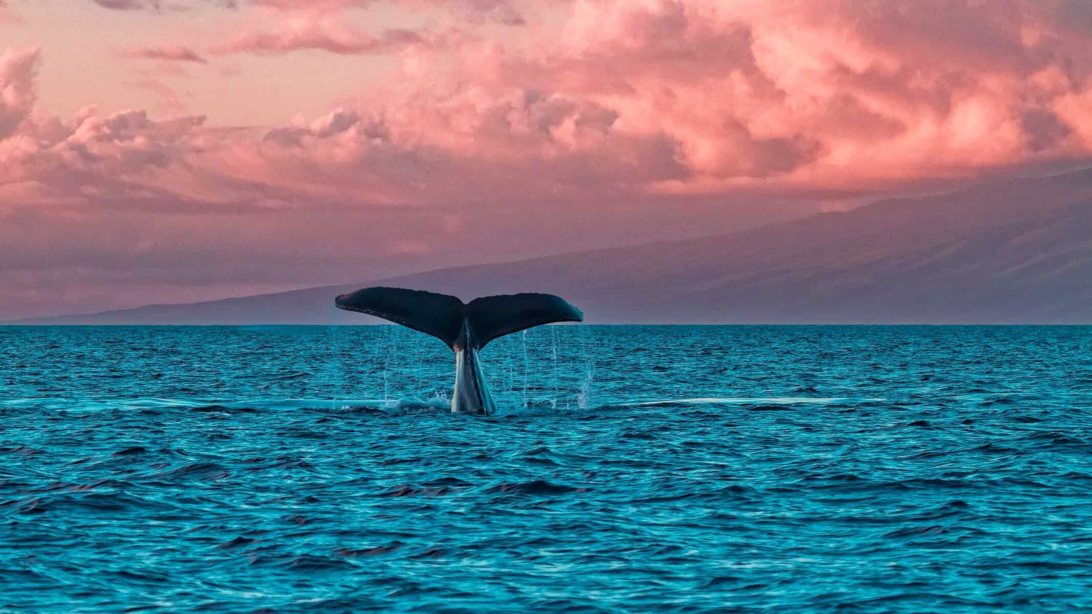 A whale tail splashes in the Maui ocean, set against a breathtaking pink sky at sunset.