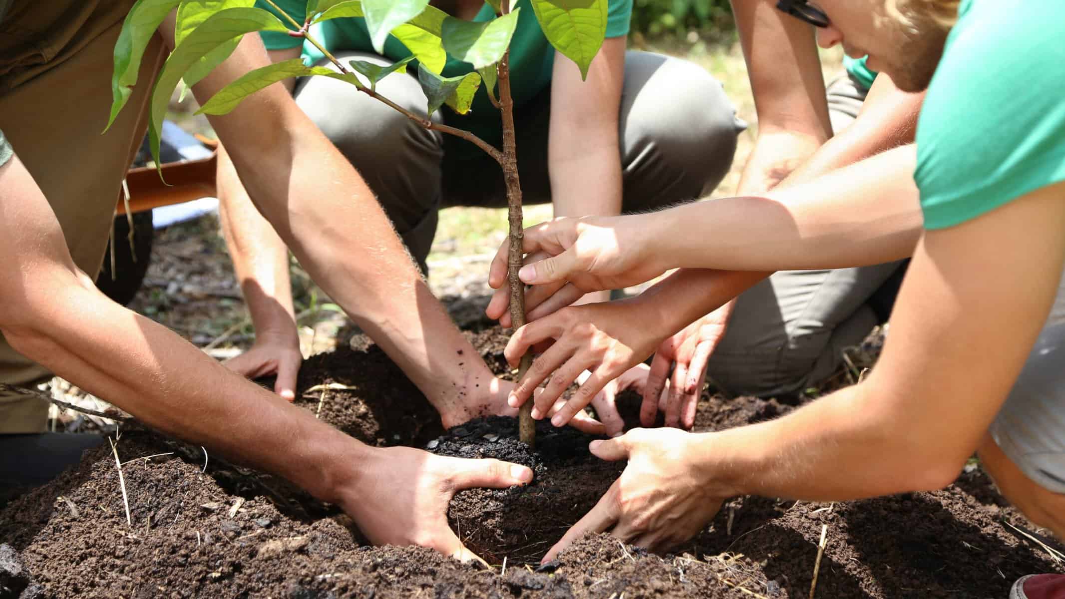 Tree planting on Maui for forest restoration activity.