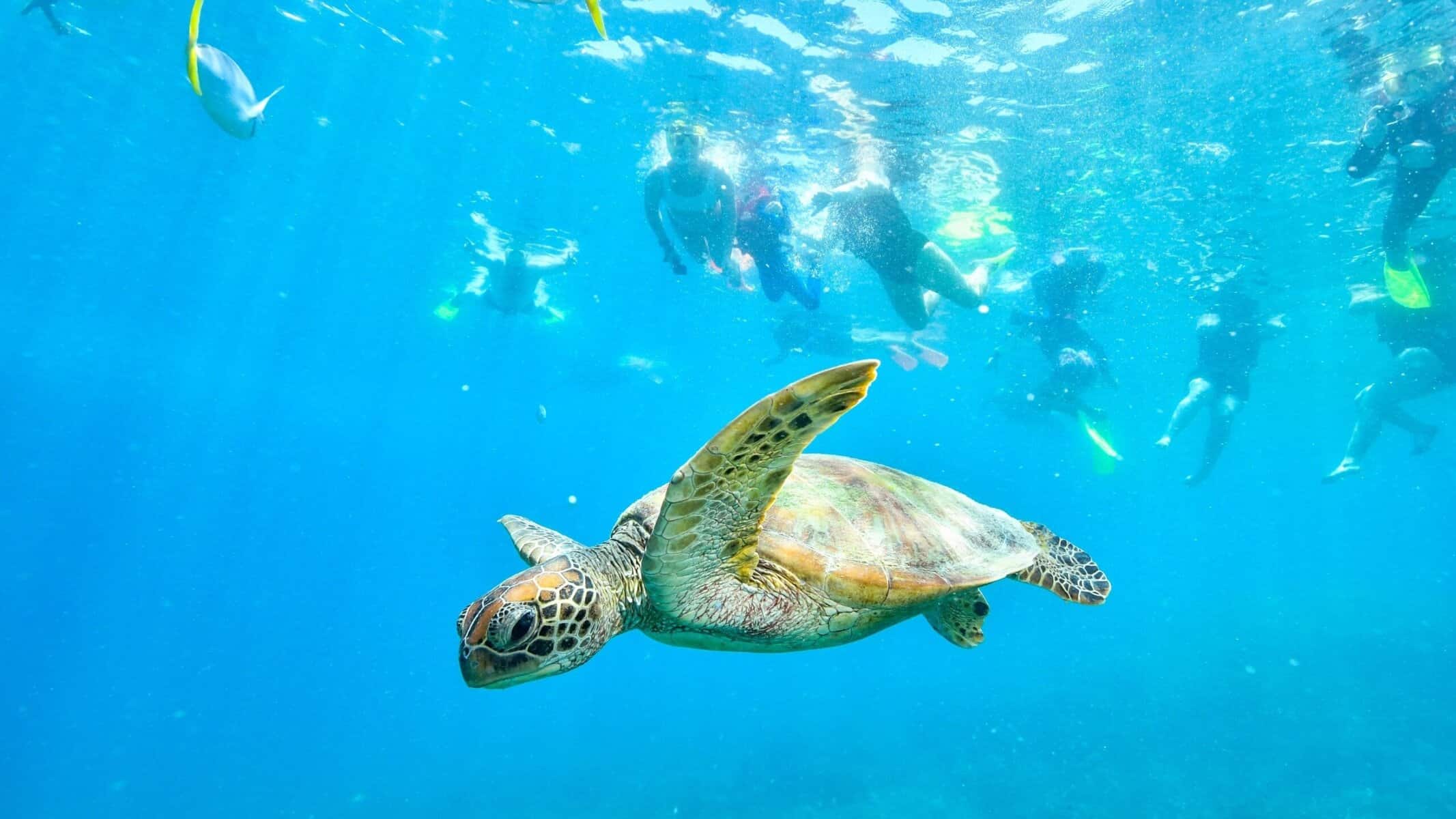 A green sea turtle glides through the ocean, with snorkelers behind it on Maui.