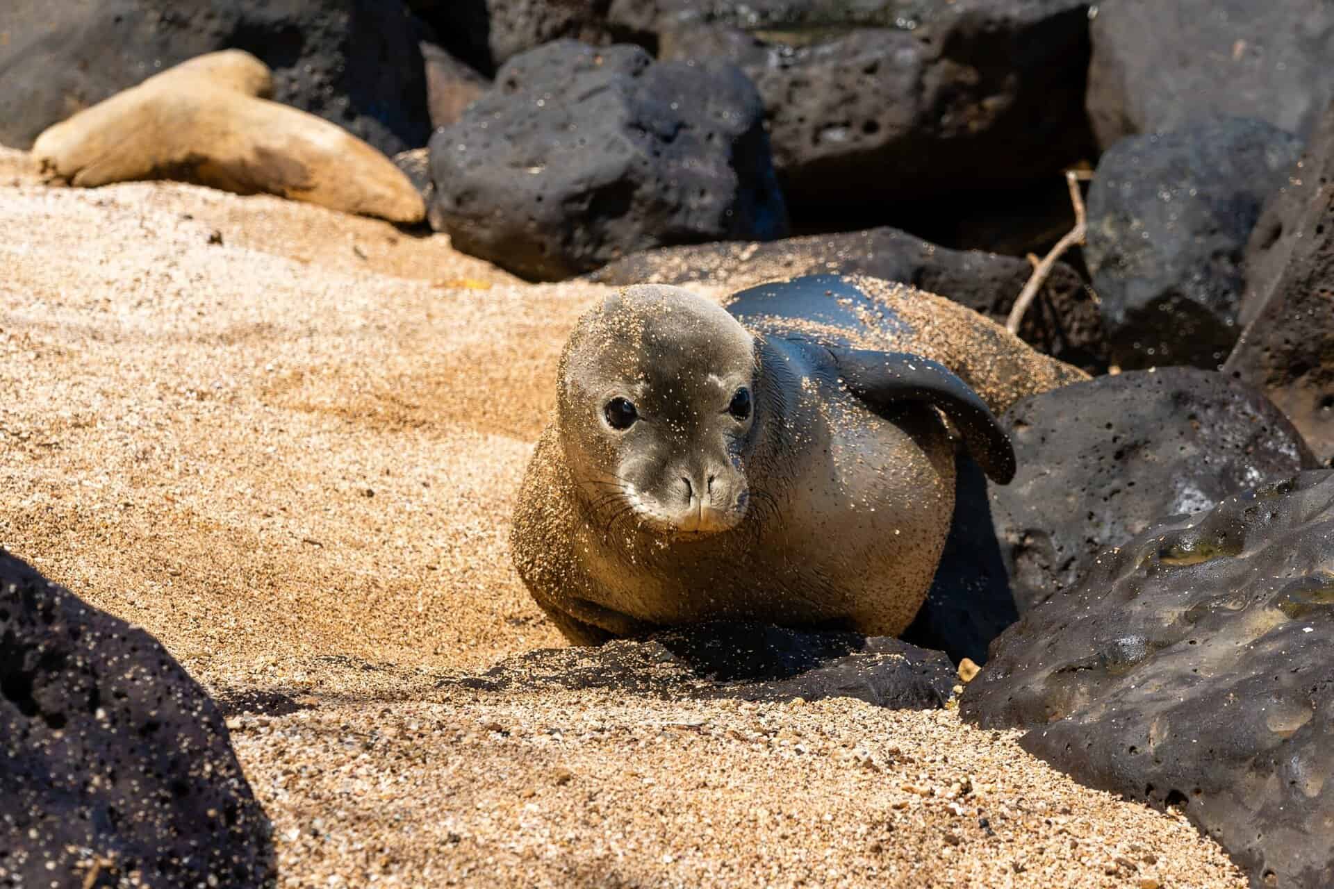 Hawaiian monk seal resting on Maui's golden beach with rocks.