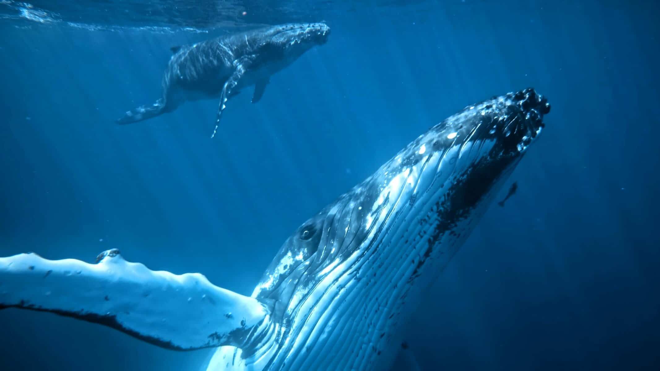 Humpback whale and calf swimming together in the clear waters of Maui. 