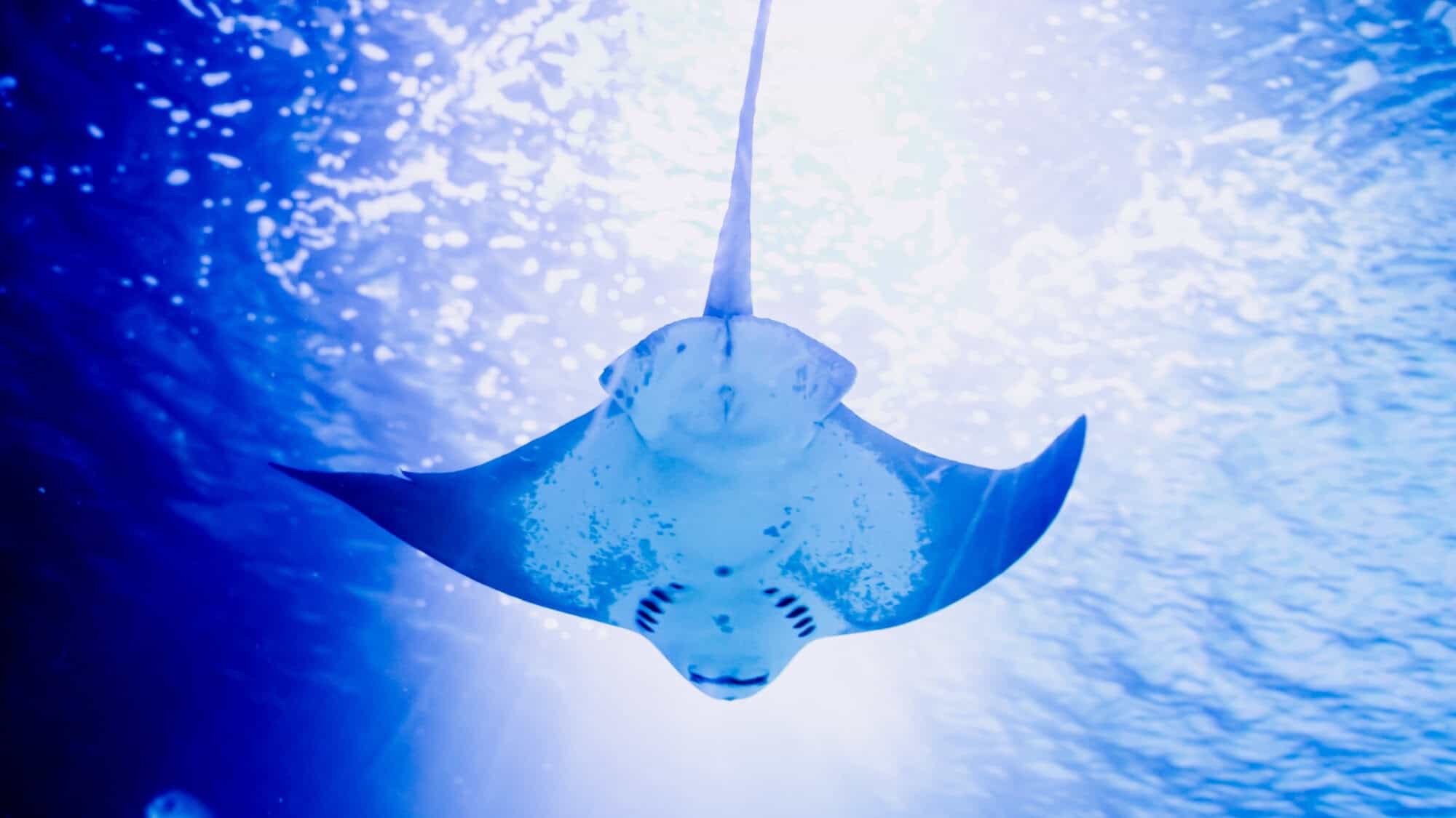 A manta ray gliding gracefully through the clear waters of Maui.