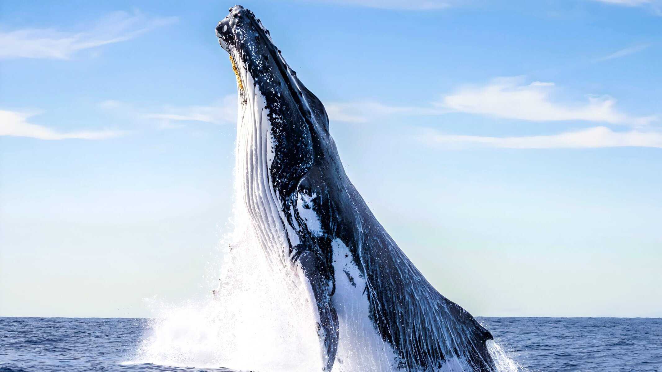 A humpback whale leaps out of the water against a backdrop of Maui's coastline.