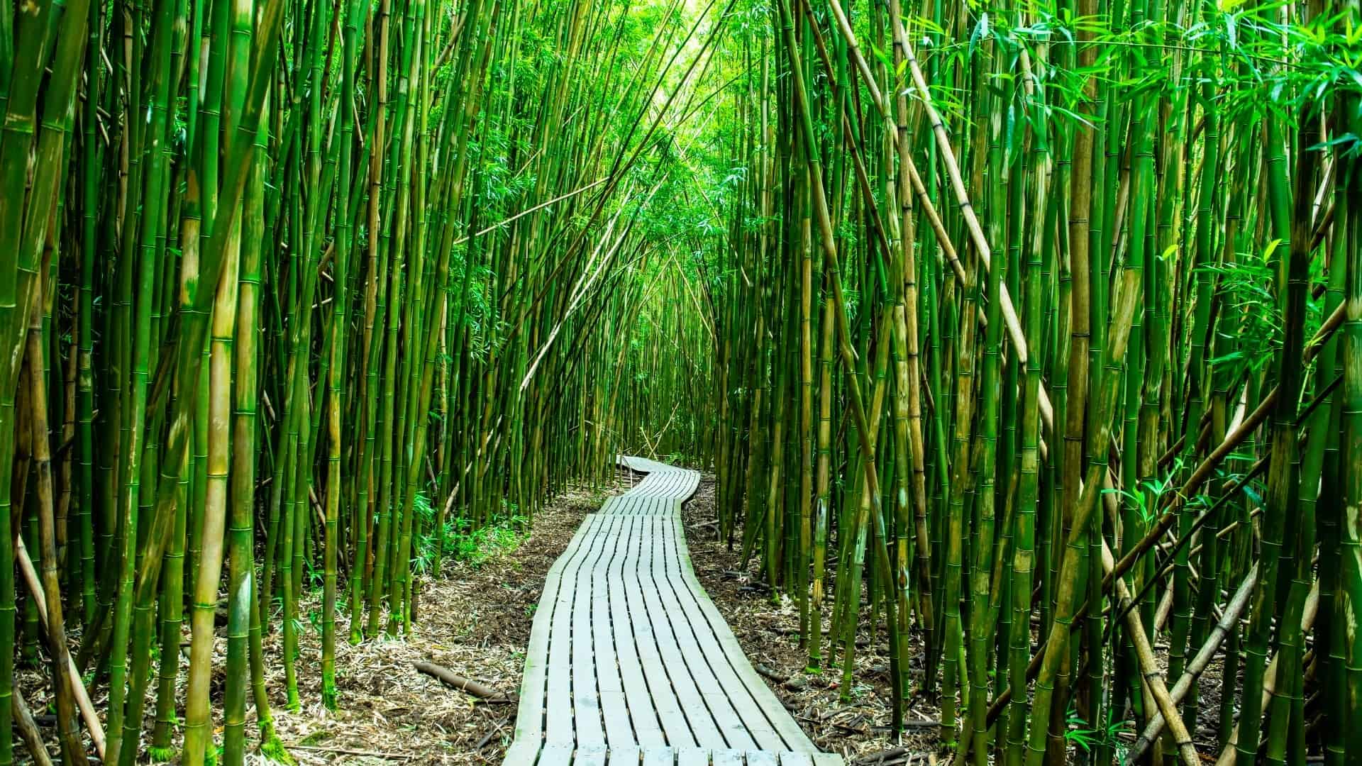 A serene path winding through the lush bamboo forest of Pipiwai Trail on Maui.